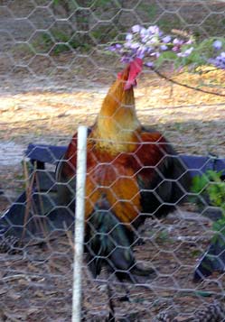 rooster jumping for the wisteria vine